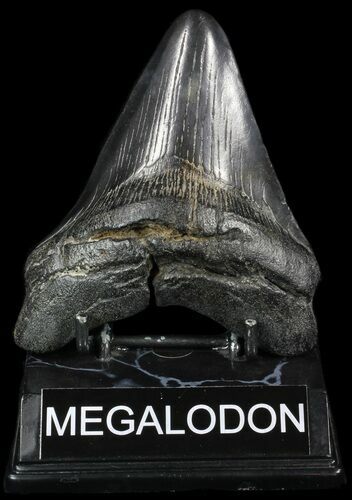 Fossil Megalodon Tooth - South Carolina #50480